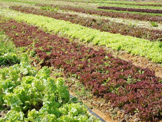 Amanides envasades i seguretat alimentària