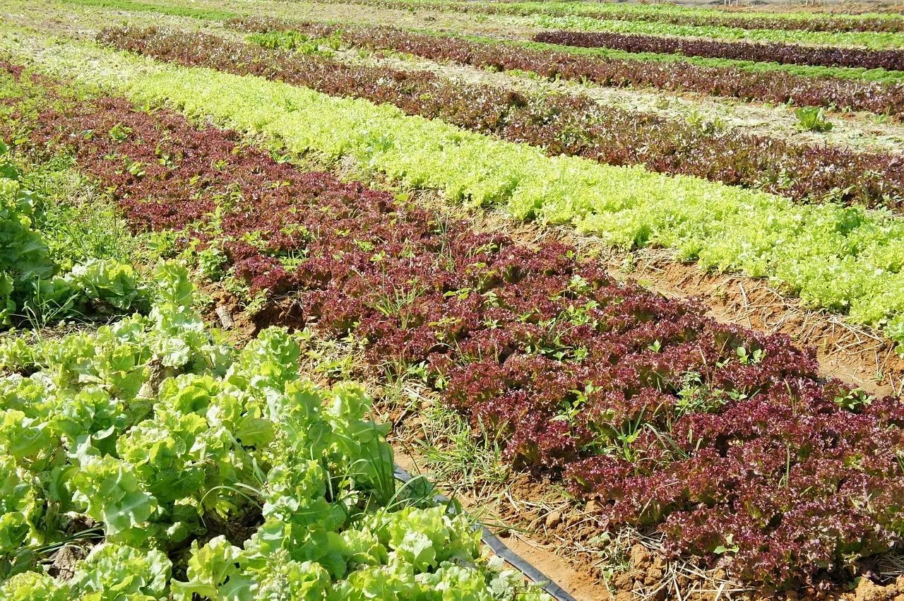 Amanides envasades i seguretat alimentària