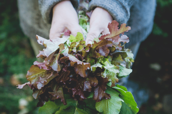 Leer: Lechuga y ensaladas en bolsas. ¿Son realmente seguras?
