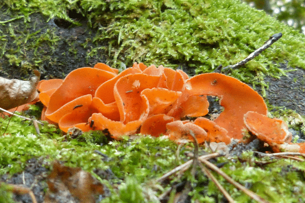 Read: Arriben les plujes, és temps de bolets.
